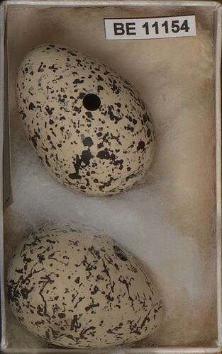 Two bird eggs with specimen labels in box.