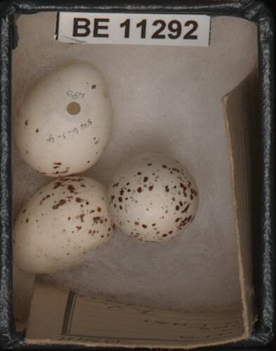 three bird eggs with specimen label in box.