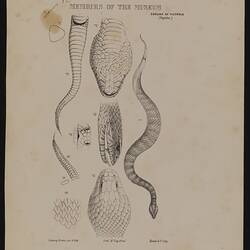 Acanthophis antarcticus