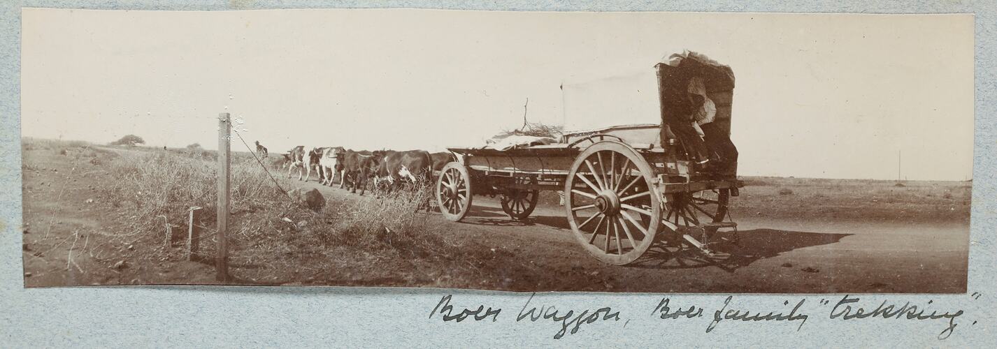 Herd of cattle and wagon carrying people on dirt road.
