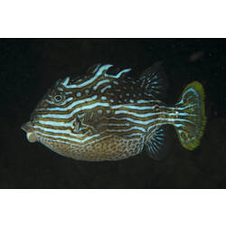A side-on male Shaw's Cowfish