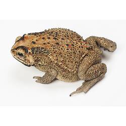 Pale brown, black-spotted toad.