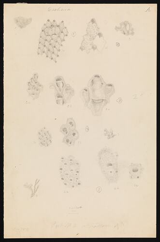 Caleschara denticulata