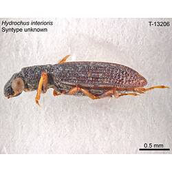 Aquatic beetle specimen, lateral view.