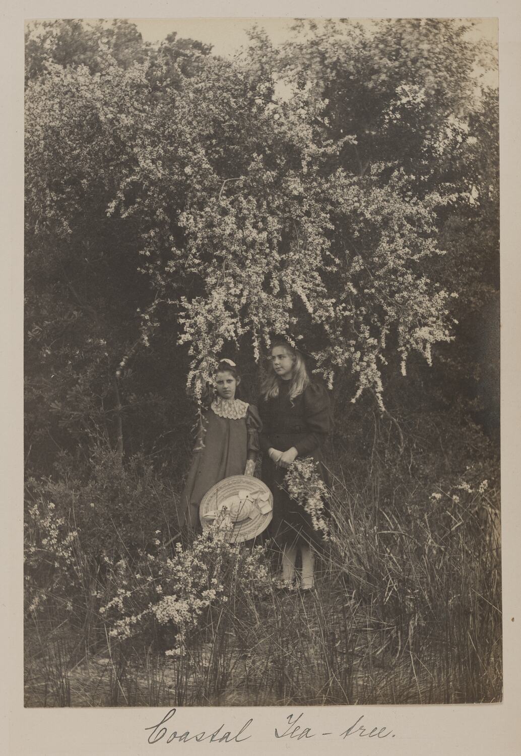 Photograph - Coastal Tee-Tree, by A.J. Campbell, Victoria, circa 1895