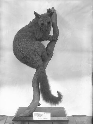 Possum mounted as if it's sitting on a branch.