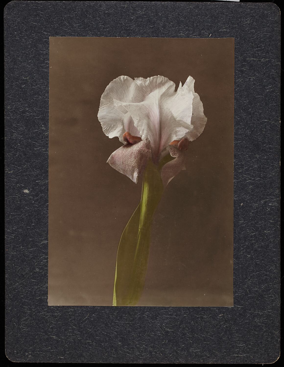 Stereograph - Still Life with a Bearded Iris, circa 1920