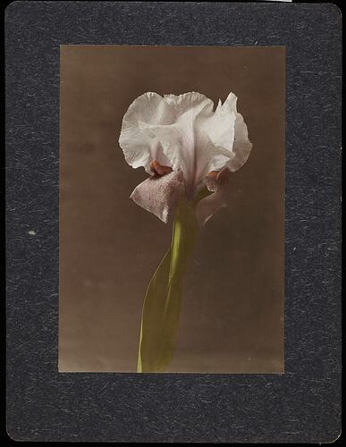 Still life of a white and maroon bearded iris flowers.