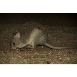 Side view of Rufous Bettong on hard ground.