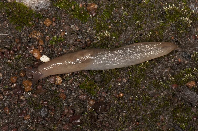 Long brown-grey slug.