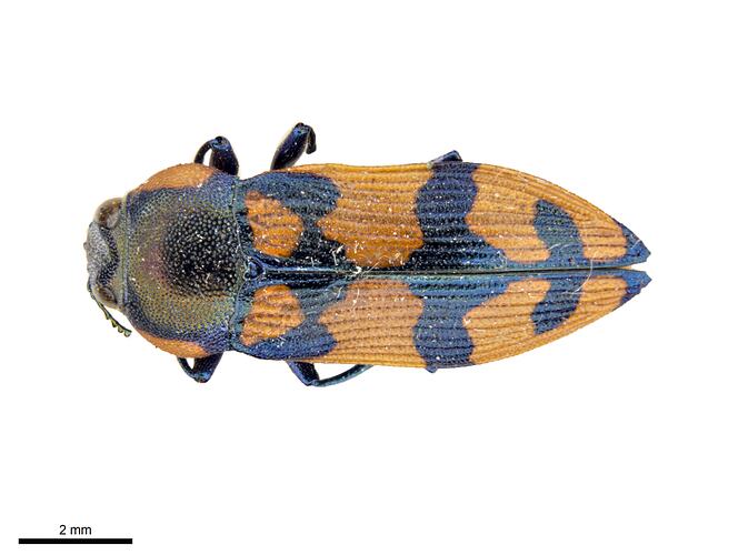 Pinned blue and orange jewel beetle specimen, dorsal view.
