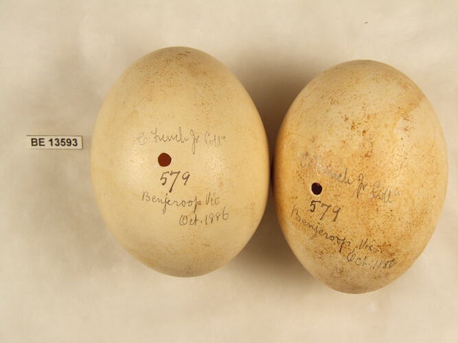 Two bird eggs with specimen label.