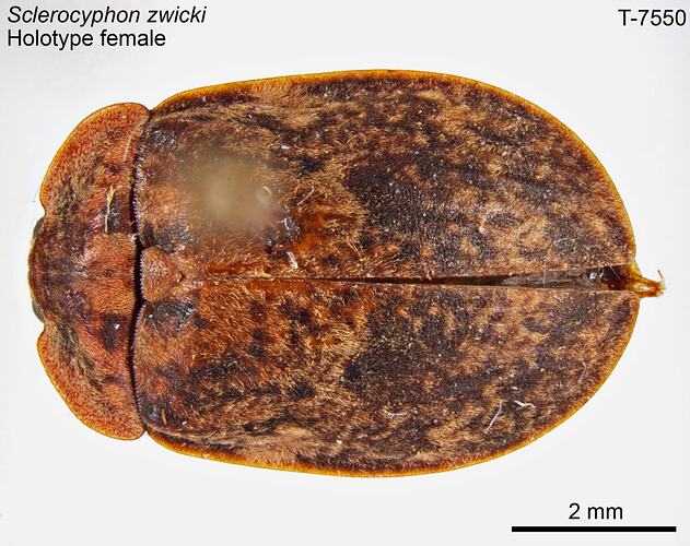 Aquatic beetle specimen, female, dorsal view.