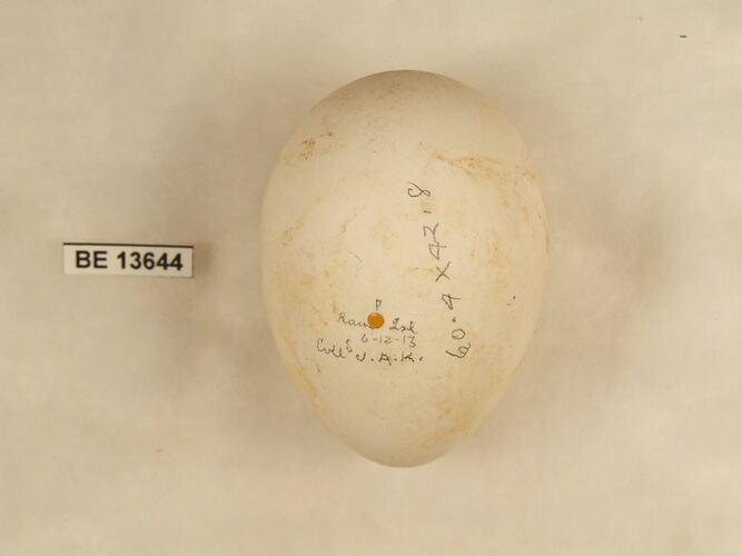 Bird egg with specimen label.