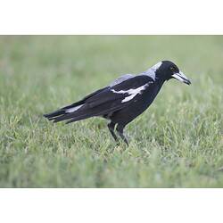 Black, grey and white bird on grass.