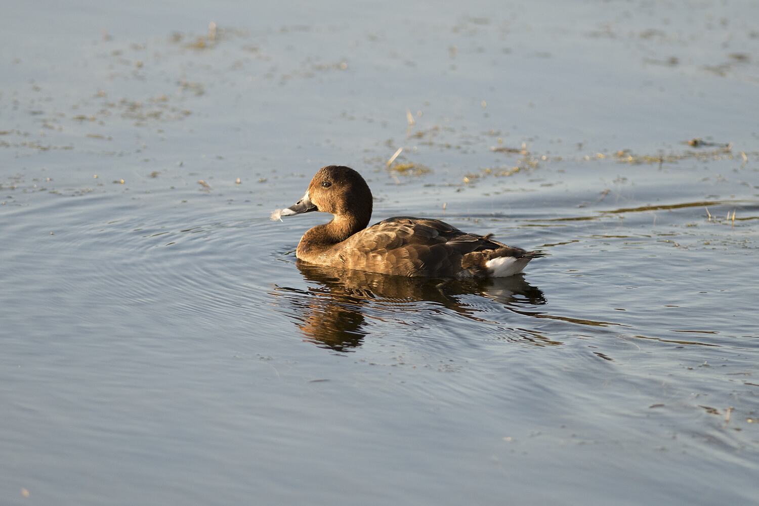 Aythya australis, Hardhead