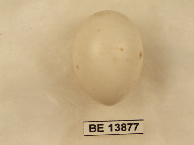 Bird egg with specimen label.