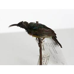 Blue-green bird specimen mounted on branch viewed from side.