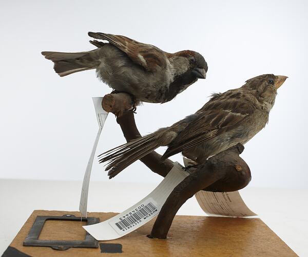 Two taxidermied sparrows mounted on a branch, with labels.