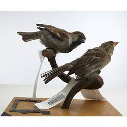 Two taxidermied sparrows mounted on a branch, with labels.