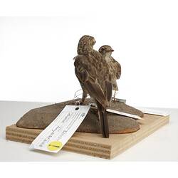 Two mounted brown birds with labels.
