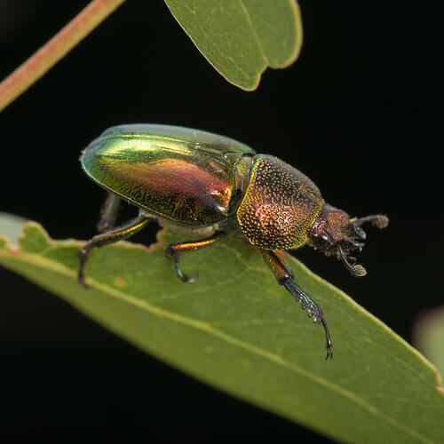 Green and bronze beetle on leaf.