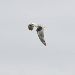 <em>Elanus axillaris</em>, Black-shouldered Kite