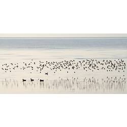 Flock of birds over Port Phillip Bay.