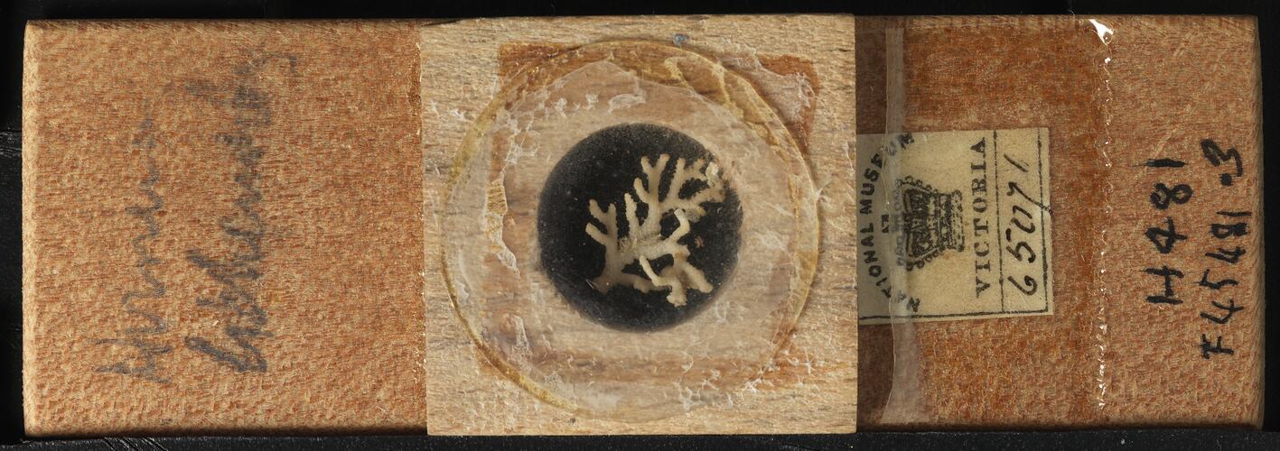 Bryozoan specimen in wooden microslide with handwritten labels.