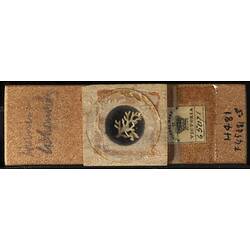 Bryozoan specimen in wooden microslide with handwritten labels.