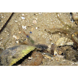 Shrimp sitting on sand beside abandoned bivalve shell.
