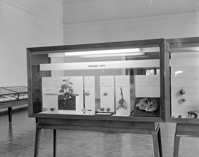 Vegetable pests display in Swinburne Hall, Institute of Applied Science (Science Museum), Melbourne, 1968