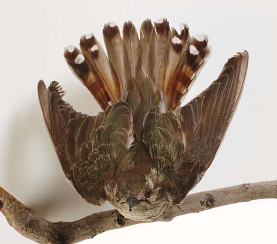 Brown bird specimen mounted with wings spread and tal fanned out.