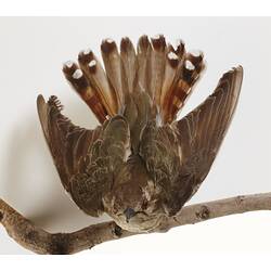 Brown bird specimen mounted with wings spread and tal fanned out.