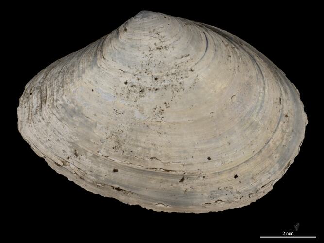 Exterior view of single bivalve valve.