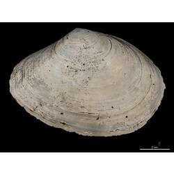 Exterior view of single bivalve valve.