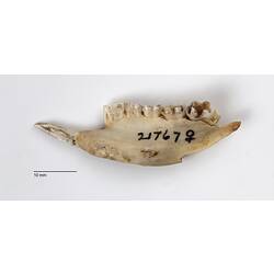 Side view of bettong lower jaw with handwritten number.