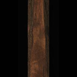 Timber Sample - Victorian Christmas Tree, Prostanthera lasianthos, Victoria, 1885