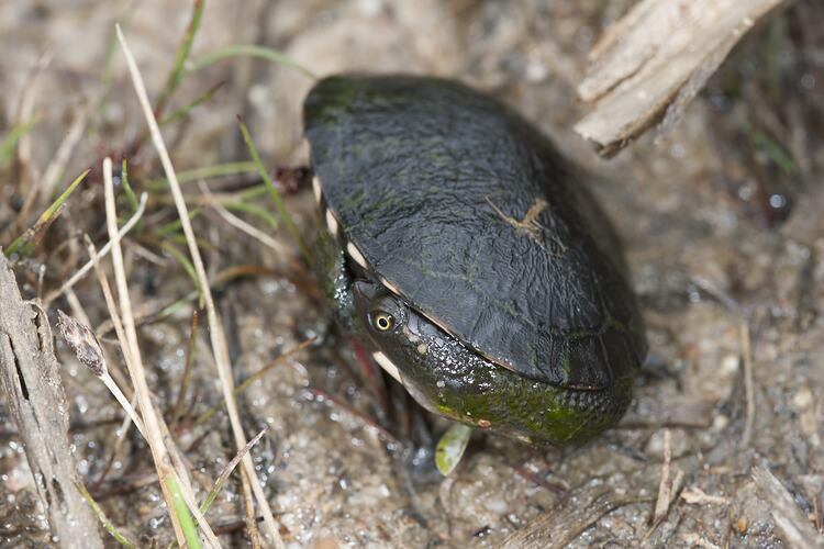 <em>Chelodina longicollis</em>, Eastern Long-necked Turtle. Dutson Downs, Victoria.