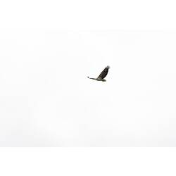 <em>Haliaeetus leucogaster</em>, White-bellied Sea-eagle, juvenile. Gippsland, Victoria.