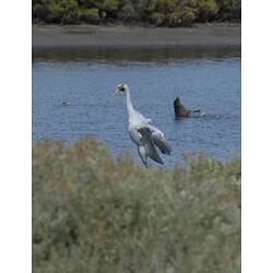 Tall grey bird, wings slightly open, beside lake.