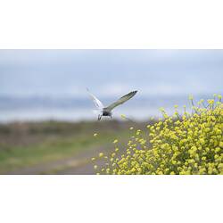 Whiskered Tern.