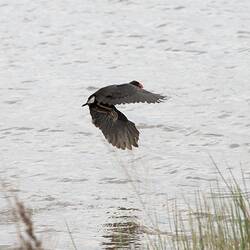 Purple-black bird in flight over water.