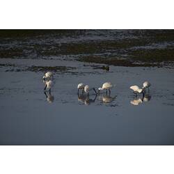 Seven white birds standing in water, beaks in the water.