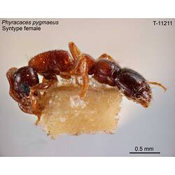 Ant specimen, female, lateral view.