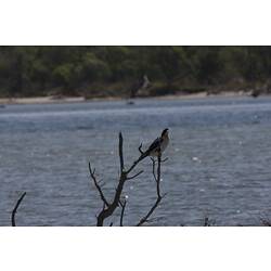 <em>Microcarbo melanoleucos</em>, Little Pied Cormorant. Gippsland Lakes, Victoria.