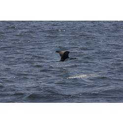 <em>Microcarbo melanoleucos</em>, Little Pied Cormorant. Gippsland Lakes, Victoria.