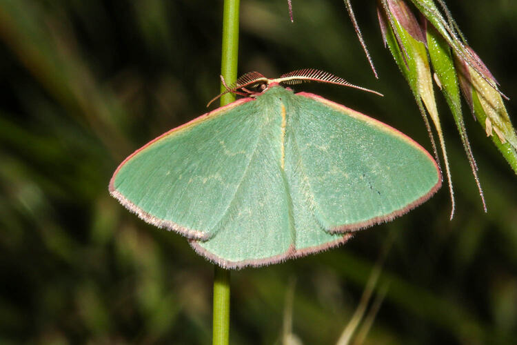 <em>Prasinocyma ocyptera</em>, Strigulated Emerald Moth. Murray Explored Bioscan.