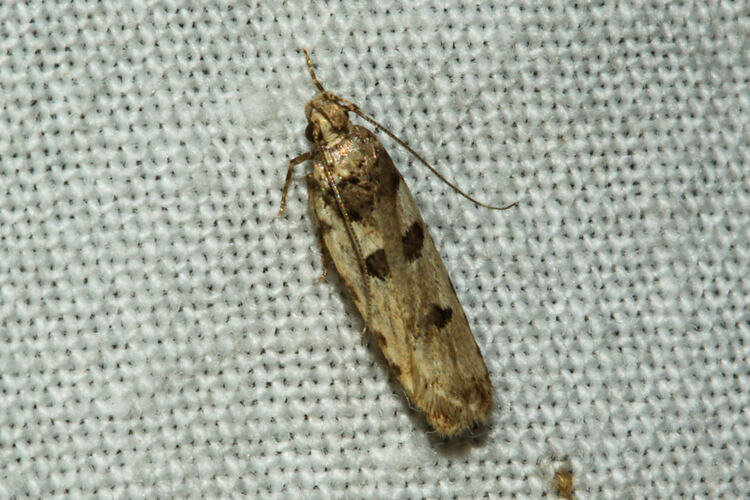 <em>Ardozyga tridecta</em>, moth. Murray Explored Bioscan.