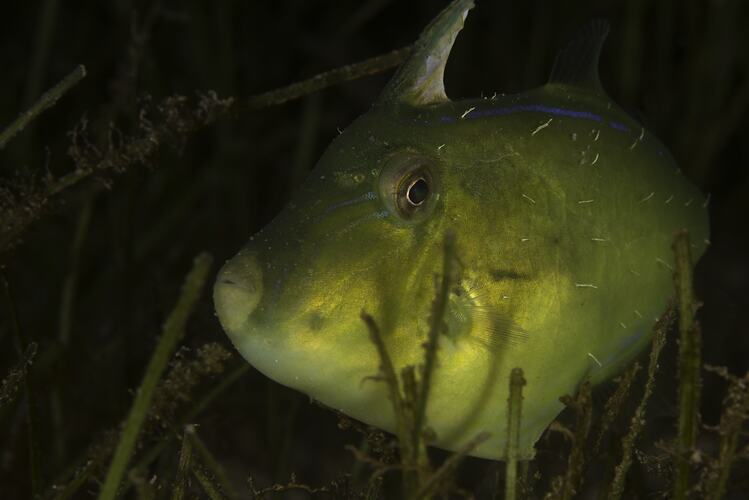 Yellow fish with spine on top of head on seabed.